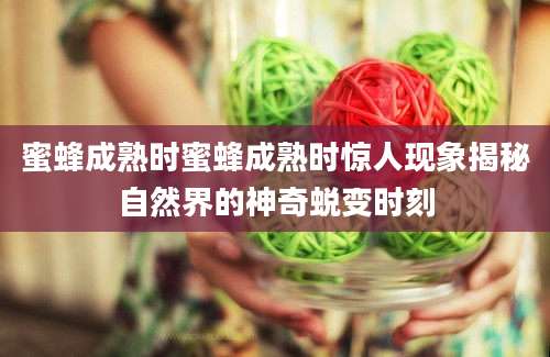 蜜蜂成熟时蜜蜂成熟时惊人现象揭秘自然界的神奇蜕变时刻