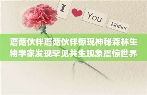 蘑菇伙伴蘑菇伙伴惊现神秘森林生物学家发现罕见共生现象震惊世界