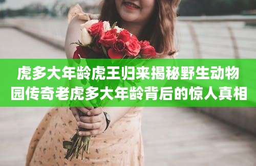 虎多大年龄虎王归来揭秘野生动物园传奇老虎多大年龄背后的惊人真相