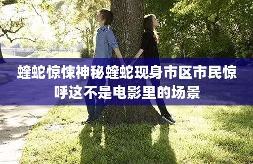 蝰蛇惊悚神秘蝰蛇现身市区市民惊呼这不是电影里的场景