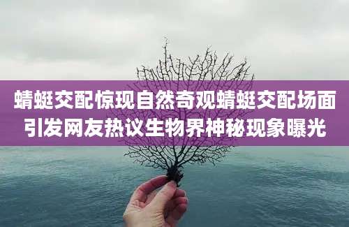蜻蜓交配惊现自然奇观蜻蜓交配场面引发网友热议生物界神秘现象曝光