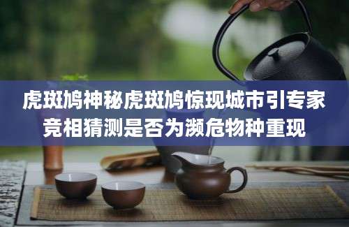 虎斑鸠神秘虎斑鸠惊现城市引专家竞相猜测是否为濒危物种重现