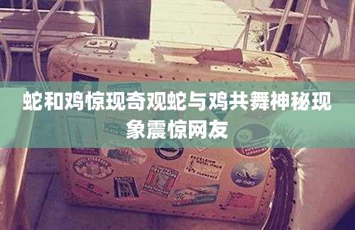 蛇和鸡惊现奇观蛇与鸡共舞神秘现象震惊网友
