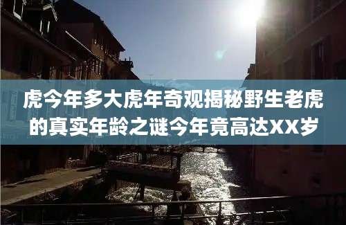 虎今年多大虎年奇观揭秘野生老虎的真实年龄之谜今年竟高达XX岁