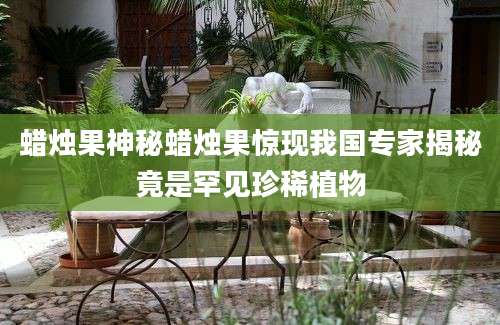 蜡烛果神秘蜡烛果惊现我国专家揭秘竟是罕见珍稀植物