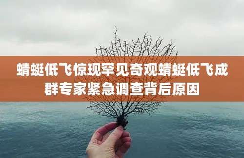 蜻蜓低飞惊现罕见奇观蜻蜓低飞成群专家紧急调查背后原因